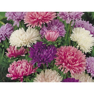 Benih Bibit Bunga  Aster  Powder  Puff  Mix Haira Seed 