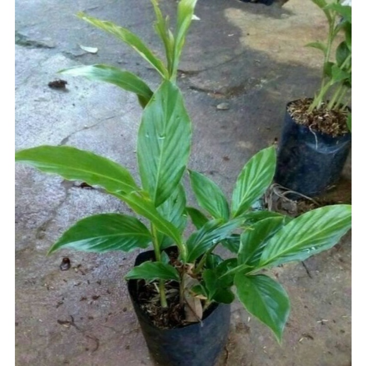 Pohon Kecombrang Hijau Bibit Kecombrang Hijau