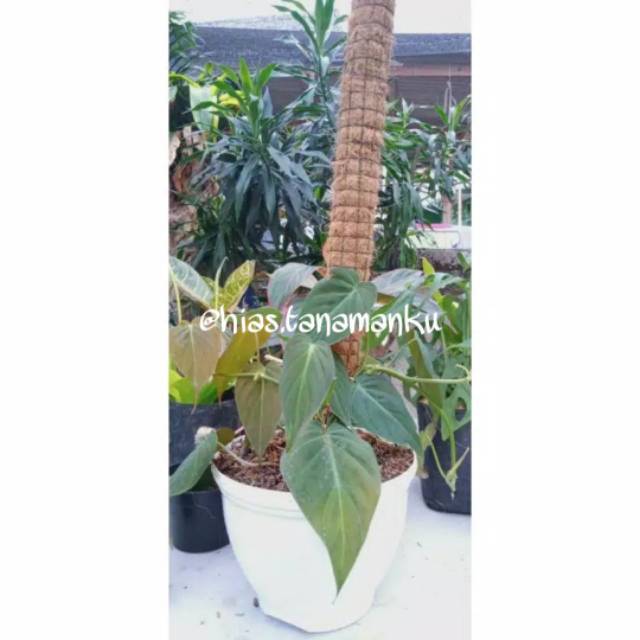 Philodendron Micans / Philo Micans