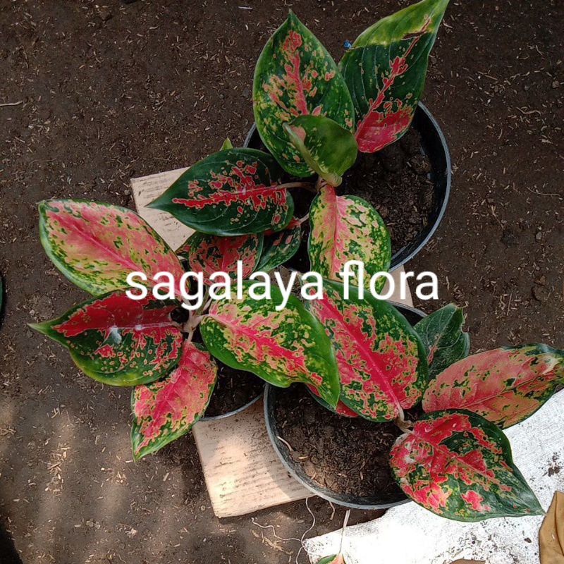 kochin batik / KOCHIN BLOROK