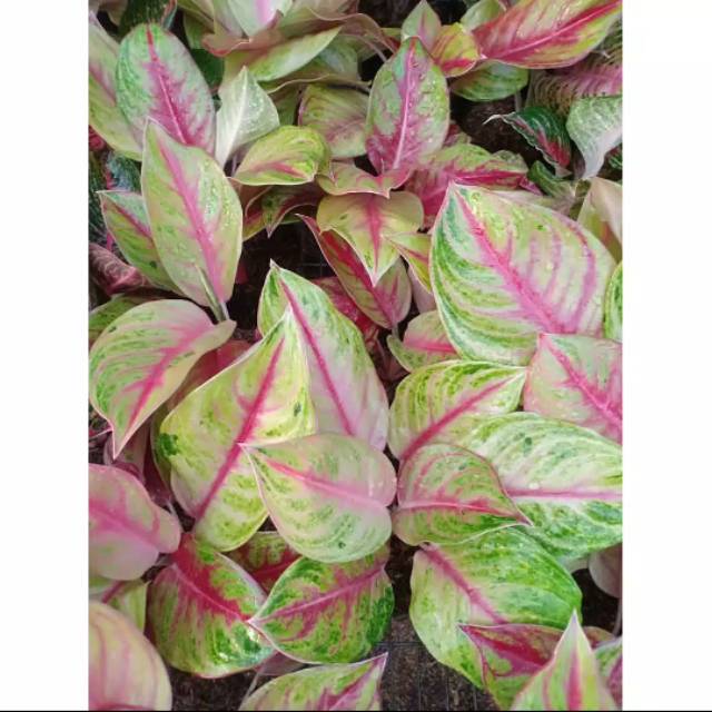 Bibit Tanaman Bunga Aglonema RED PANAMA
