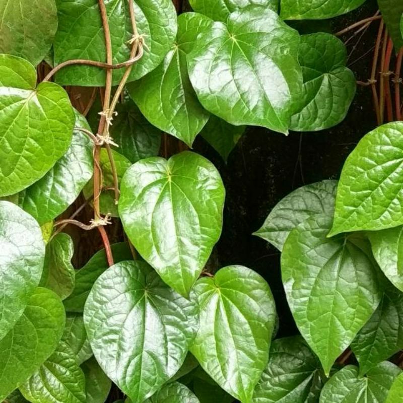 

Daun Sirih Hijau Segar Fresh 500Gram