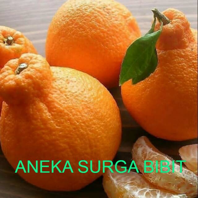 Jeruk Dekopon sudah berbuah /tanaman jeruk dekopon kondisi sudah berbuah