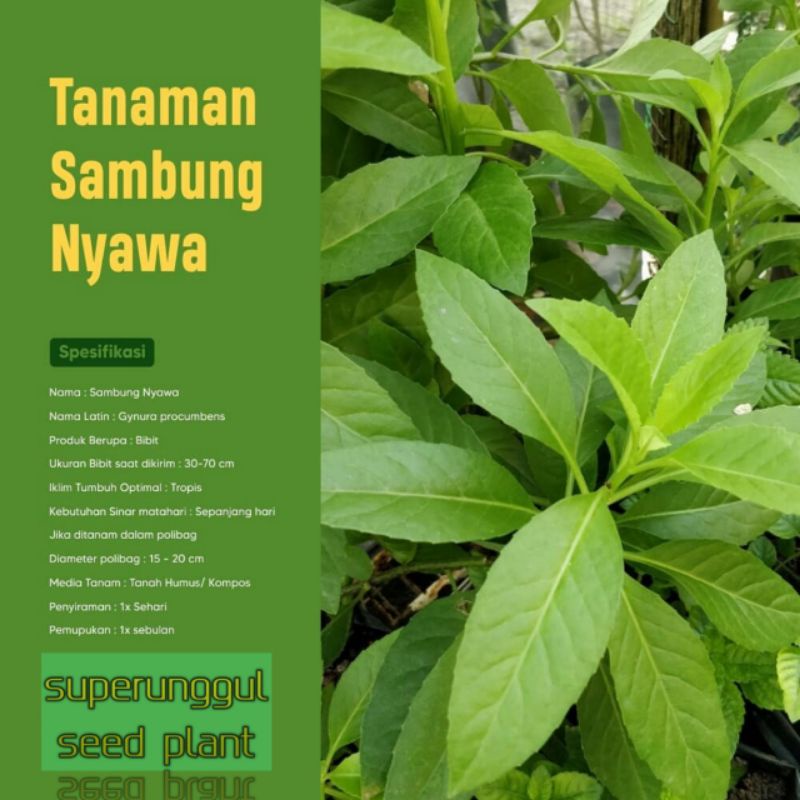 Tanaman Pohon Herbal Sambung Nyawa Termurah