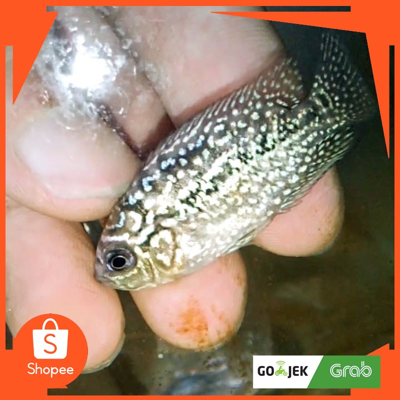 Louhan Kamfa F3 Ori Thailand