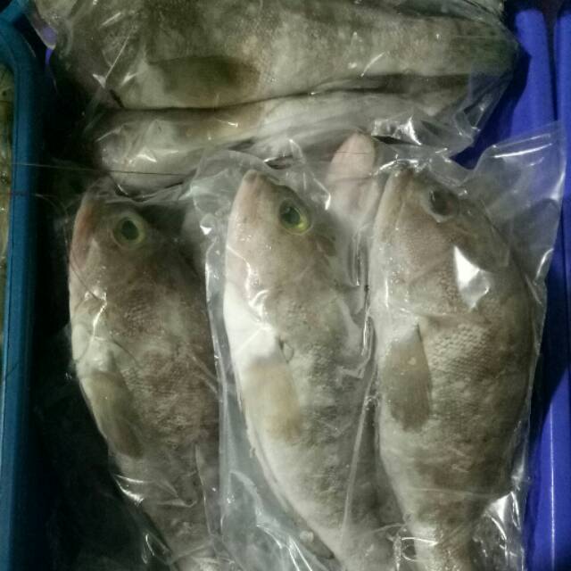 

ikan krapu