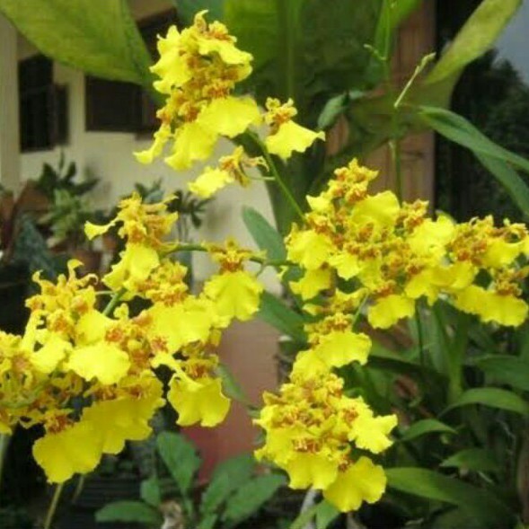 Anggrek Oncidium Golden shower