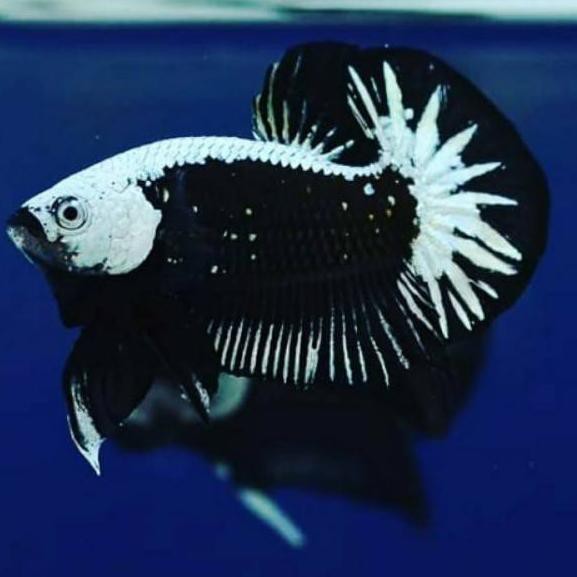 [❤️ekonomis✔️] IKAN CUPANG BLACK SAMURAI BETTA FISH MURAH