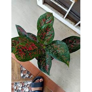 BUNGA AGLONEMA RED SPIDER
