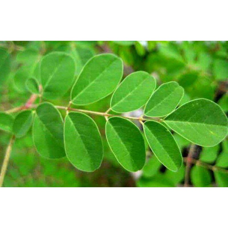 

daun kelor atau moringa
