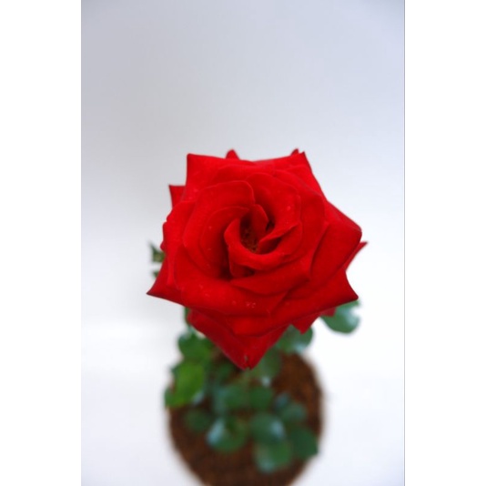 mawar merah tanpa duri  (rosa sp)- tanaman mawar MURAH- tanaman berbunga-mawar cantik