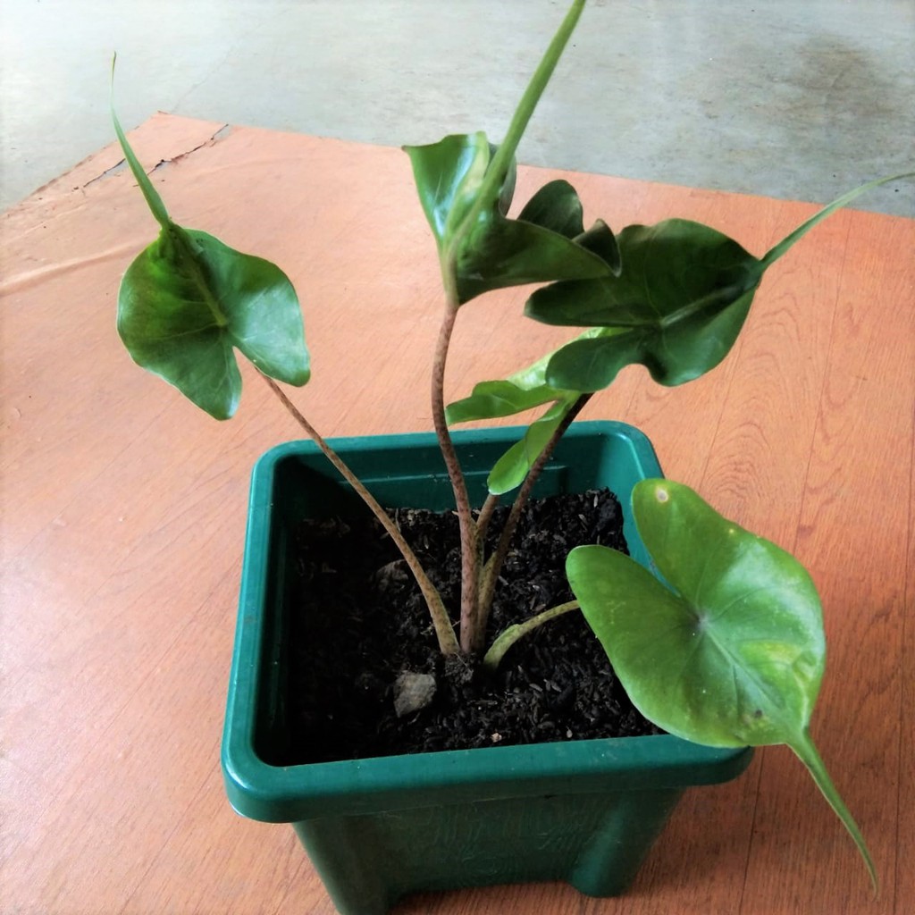 Tanaman Alocasia StingRay Keladi Ekor Pari