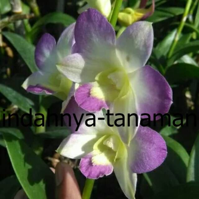NEW Anggrek Dendrobium Blue Angel