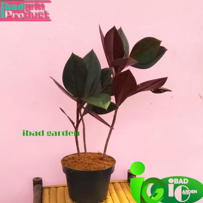 Dapatkan Tanaman Hias Bunga Unik Di Taman Tahan Panas Id Costus Erythrophyllus Diminati Banget