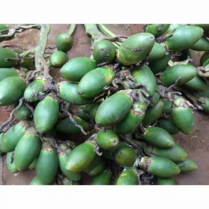 

buah pinang muda segar 1 kg Herbalis