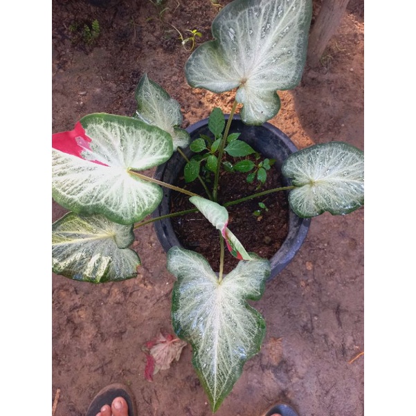 Anakan Bunga keladi Tumpah cat /shycol