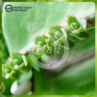 

DAUN BUNTIRIS ATAU COCOR BEBEK 1 KG