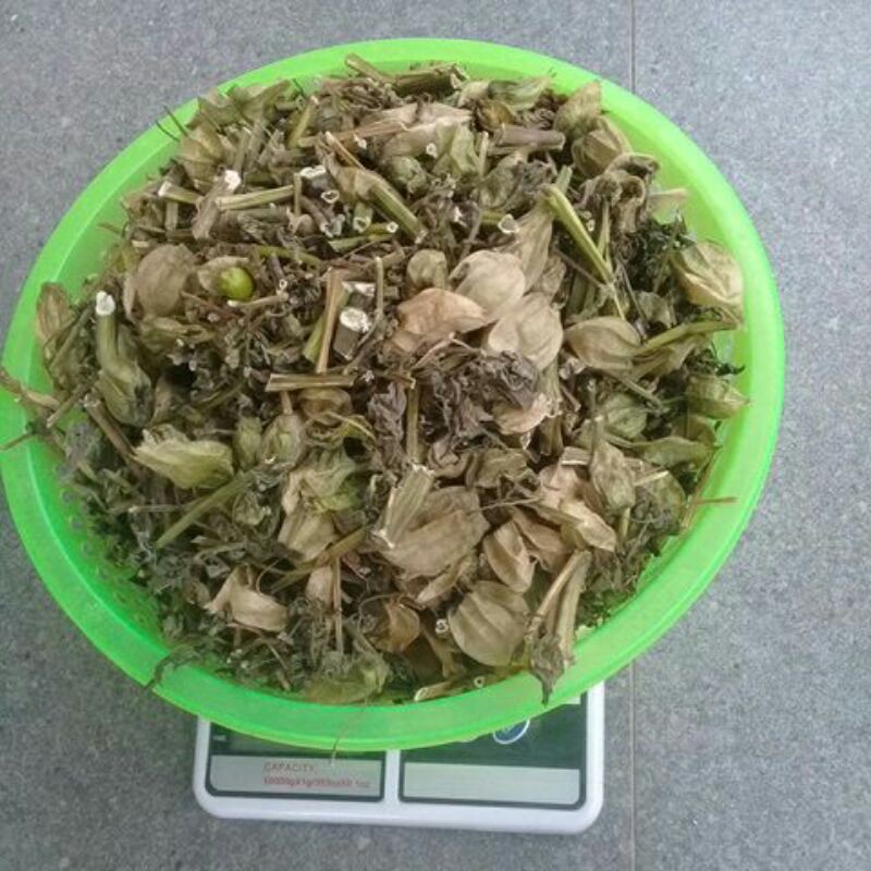 

Daun ciplukan. cecendet kering 200 GRAM