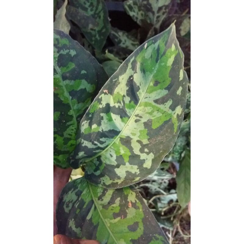 Aglaonema pictum three colour