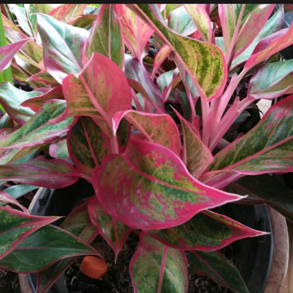 tanaman hias aglonema lipstik - tanaman aglonema lipstik aurora - aglonema lipstik aurora