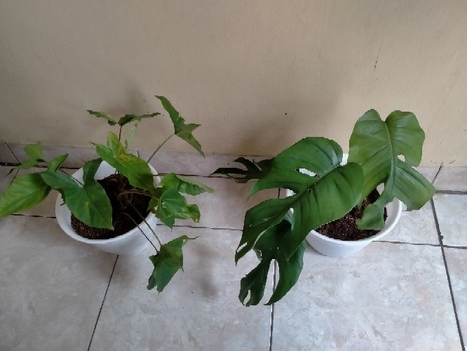 Tanaman Hias Syngonium Phondopyllum