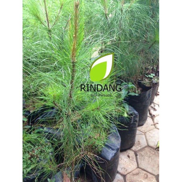 Wage Bibit Pinus | Bibit Pinus Hias | Tanaman Hias Pinus