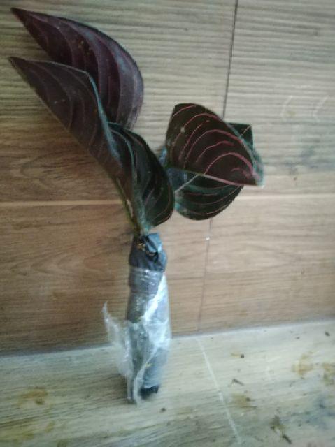 Tanaman hias aglonema  rotundum  Aceh  aglonema  rotundum  