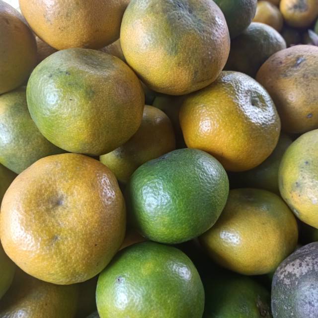 

Buah Jeruk Medan Berastagi super