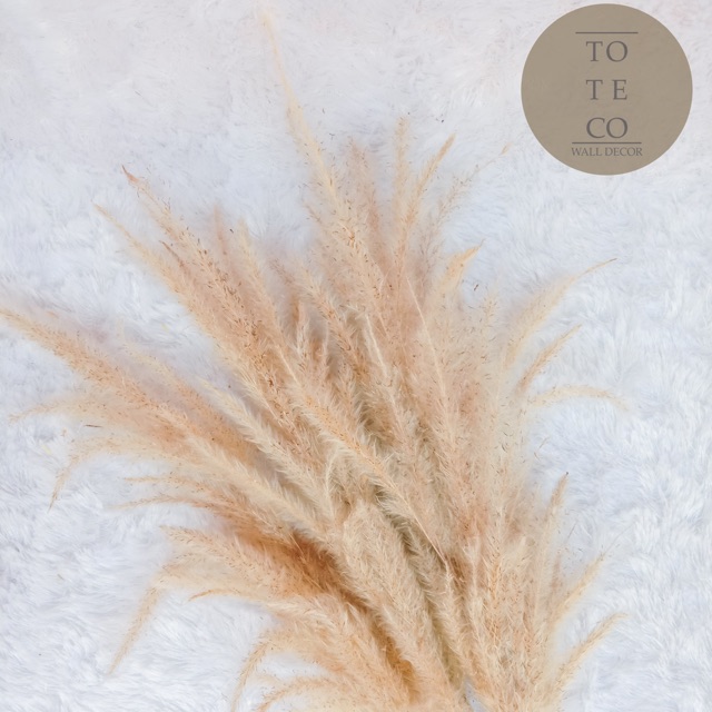 

Dried alang alang kering / alang alang kering