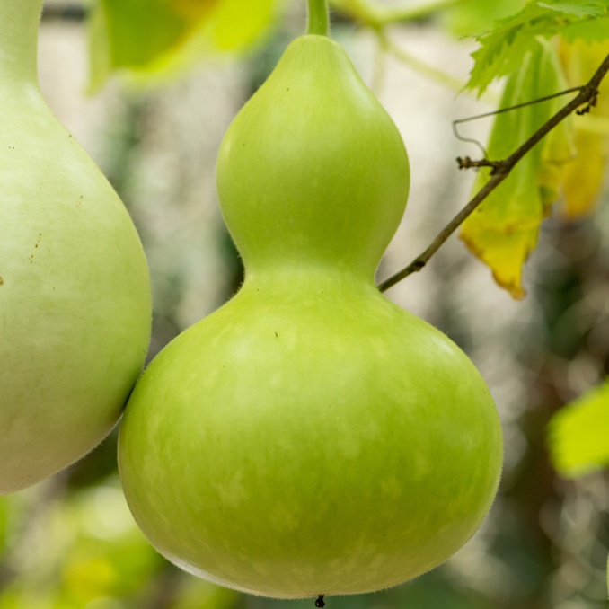Benih Bibit Biji BOTTLE GOURD / LABU BOTOL / Calabash / Labu Air