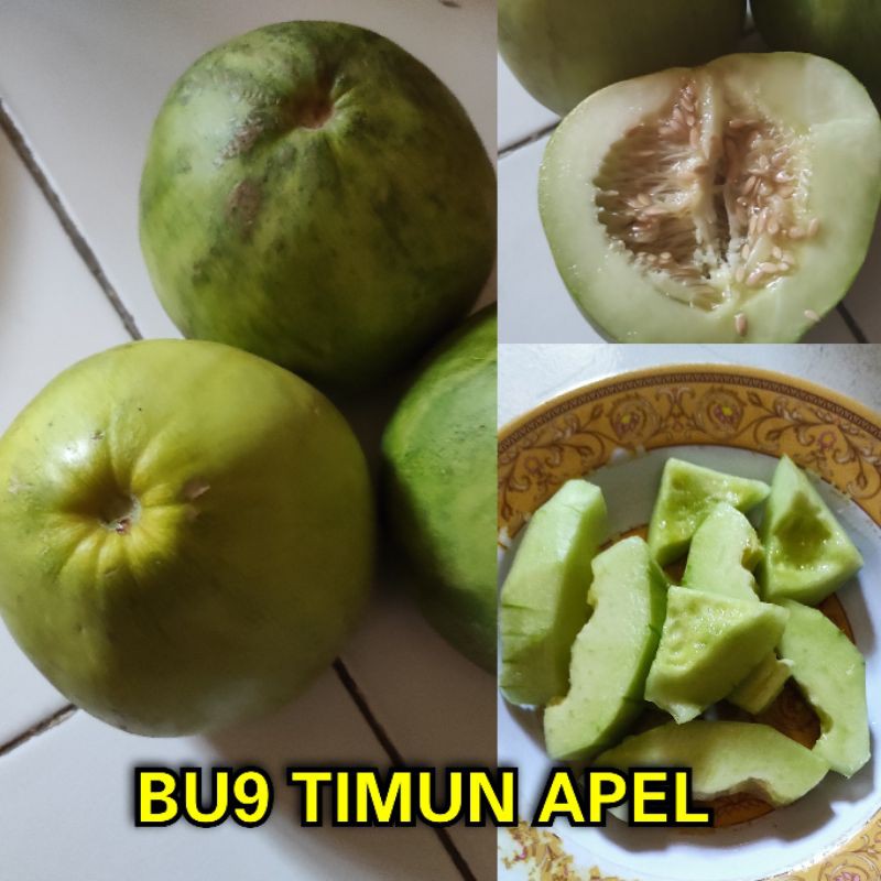 Benih Buah Semangka Merah Kuning Melon Pepaya California Timun Apel Suri Blewah Terong Belanda-BU9 Timun Apel