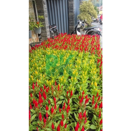 TANAMAN CELOSIA PLUMOSA KUNING HANKAM bunga kembang hias murah - BAKUL KEMBANG