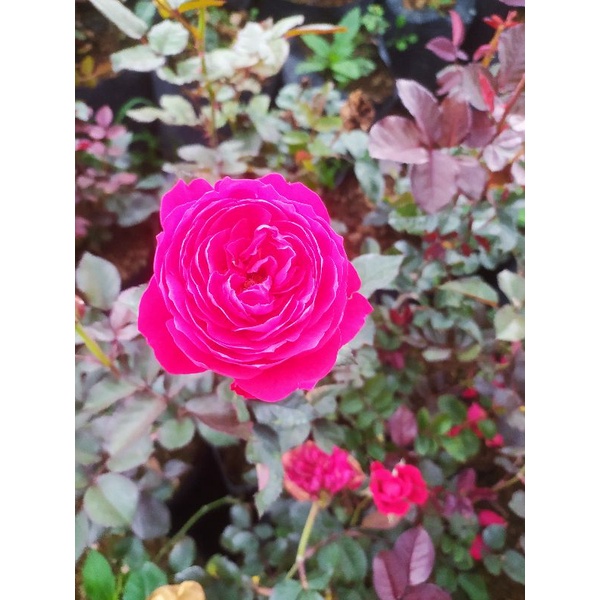 mawar import JAMES PARK