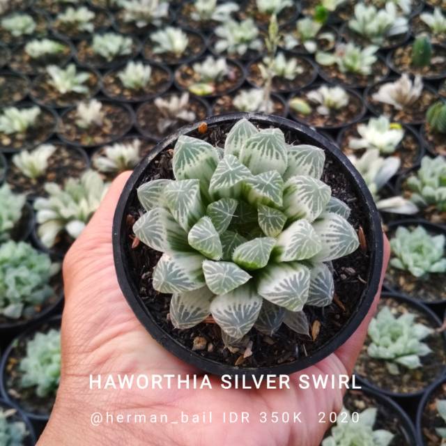 Haworthia Silver Swirl