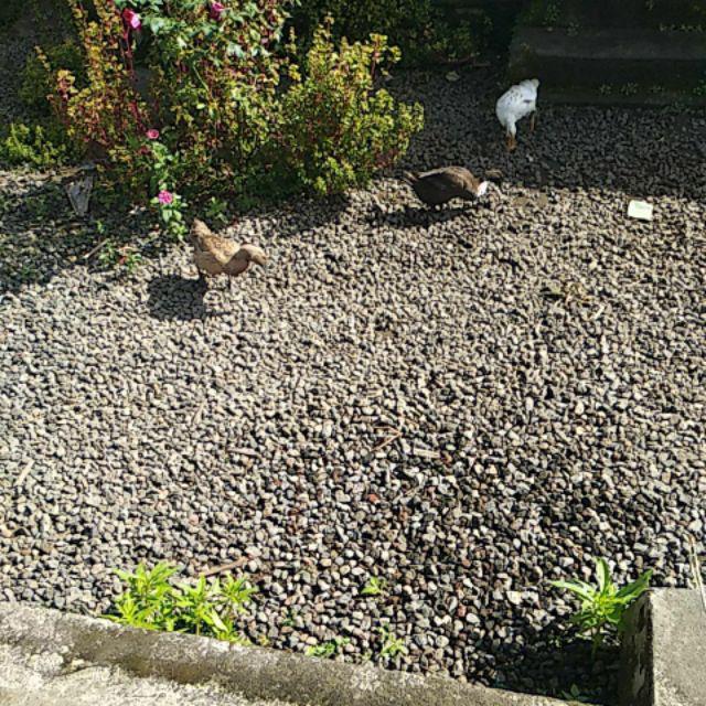 Polybag Plastik Isi 100