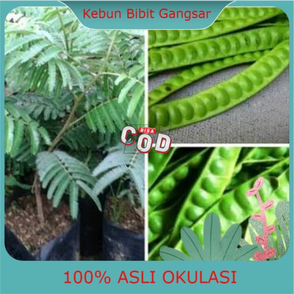 Bibit Petai Hibrida Jumbo Batang Besar