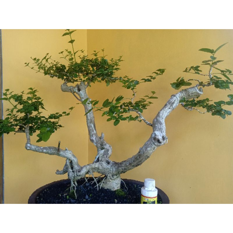 Bonsai Wacang | Bonsai Wahong Sancang | Bonsai Prospek