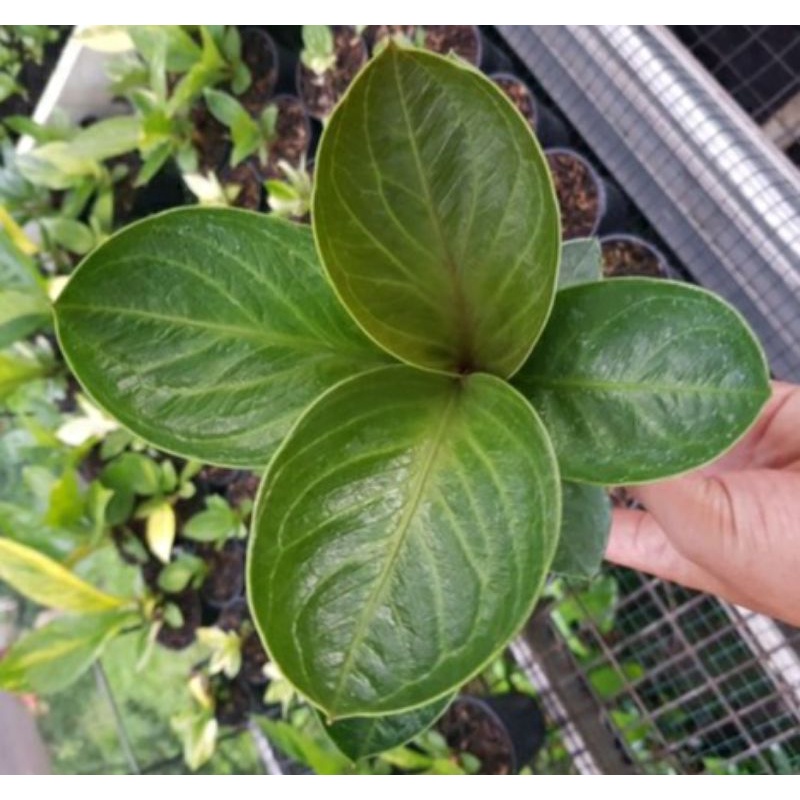 anthurium jemani mangkok karakter bagus anakan karakter bagus real pict