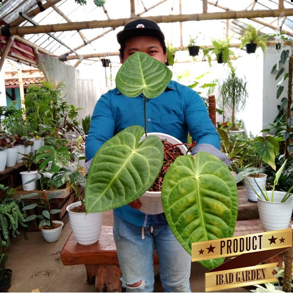 SESUAI GAMBAR-Tanaman hias anthurium veitchii x forgetii vs 902