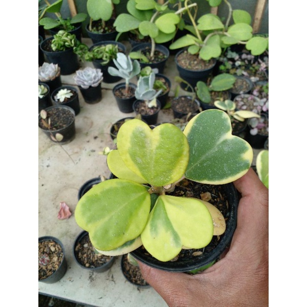 Hoya Rimbun variegata