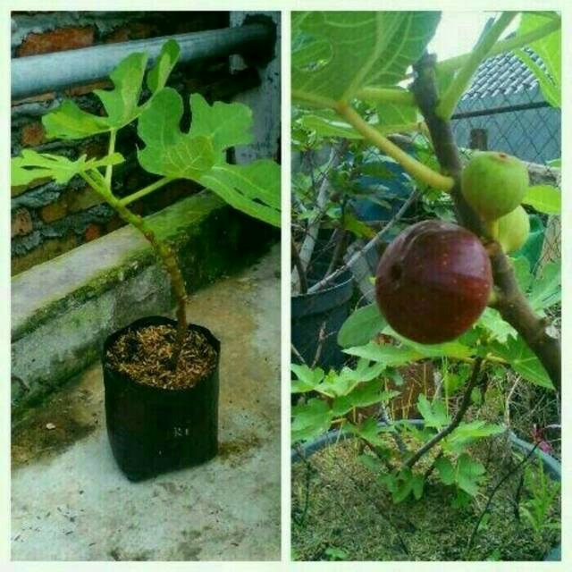 

Bibit tin red israel