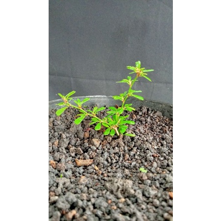 Saeng Simbur Super micro Vietnam