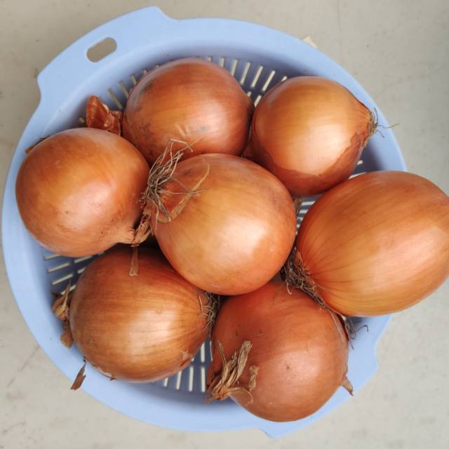 

Bawang Bombay bombai babom FRESH kecil sedang