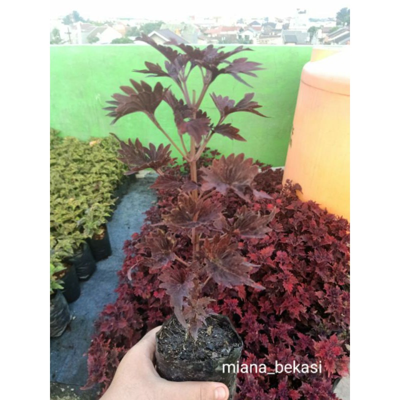 

bibit miana ekor naga merah