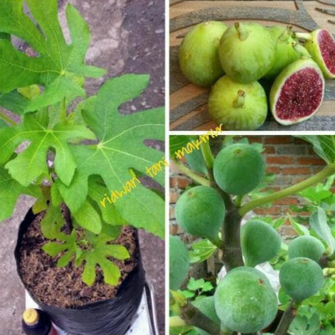 Bibit Buah Bibit Tin Green Jordan Kw Unggul