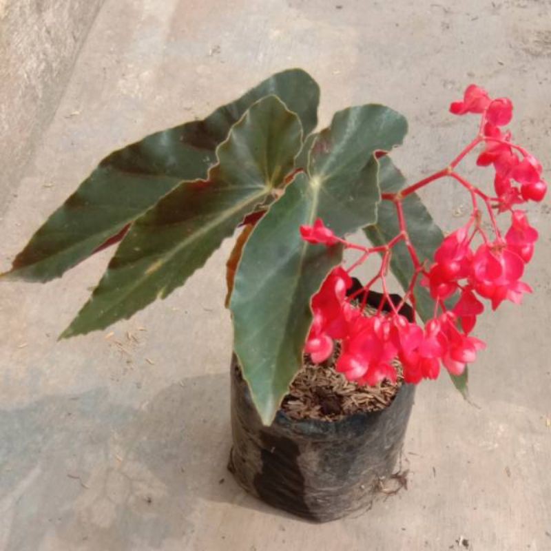 Begonia bunga api begonia ap angel wing begonia polkadot PROMO