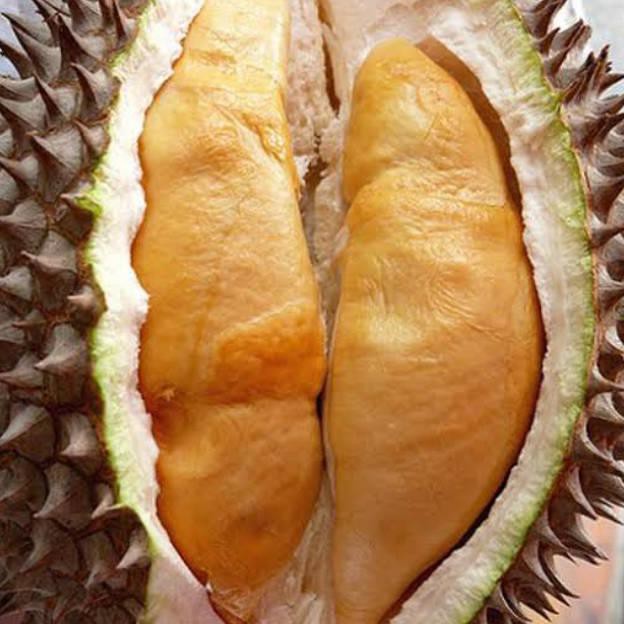 

#promo# BIBIT DURIAN UDANG MERAH #muraaaah#buruaaan