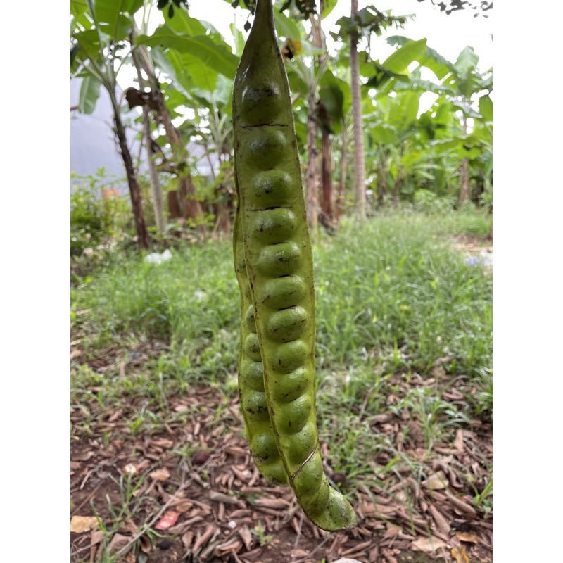 

(SAYUR SEGAR DEPOK) Petai - 1 Papan