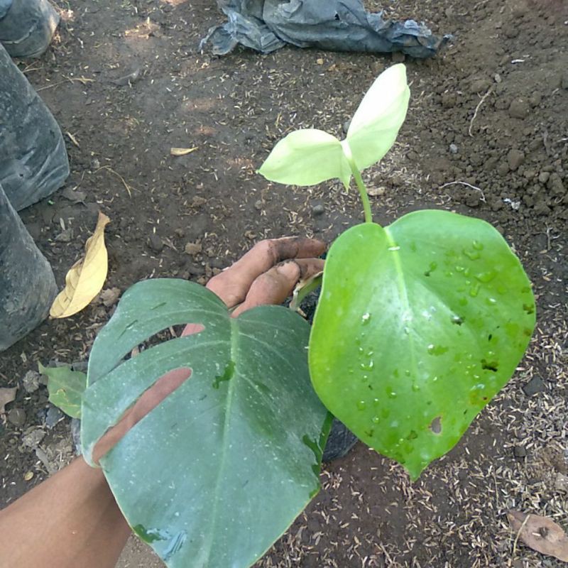 monstera deliciosa