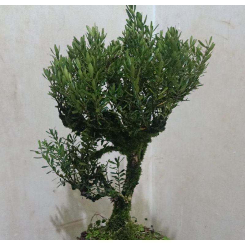 bonsai boxus batang besar